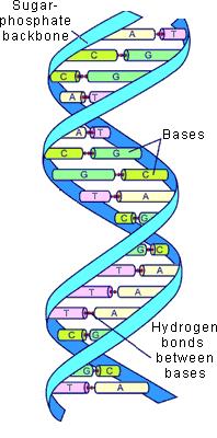 allowable base components of nucleic acids can be polymerized in any order giving the molecules a high degree of uniqueness [Wik06a]. Figure 1.1: DNA Model (Image taken from [Uss98]) 1.