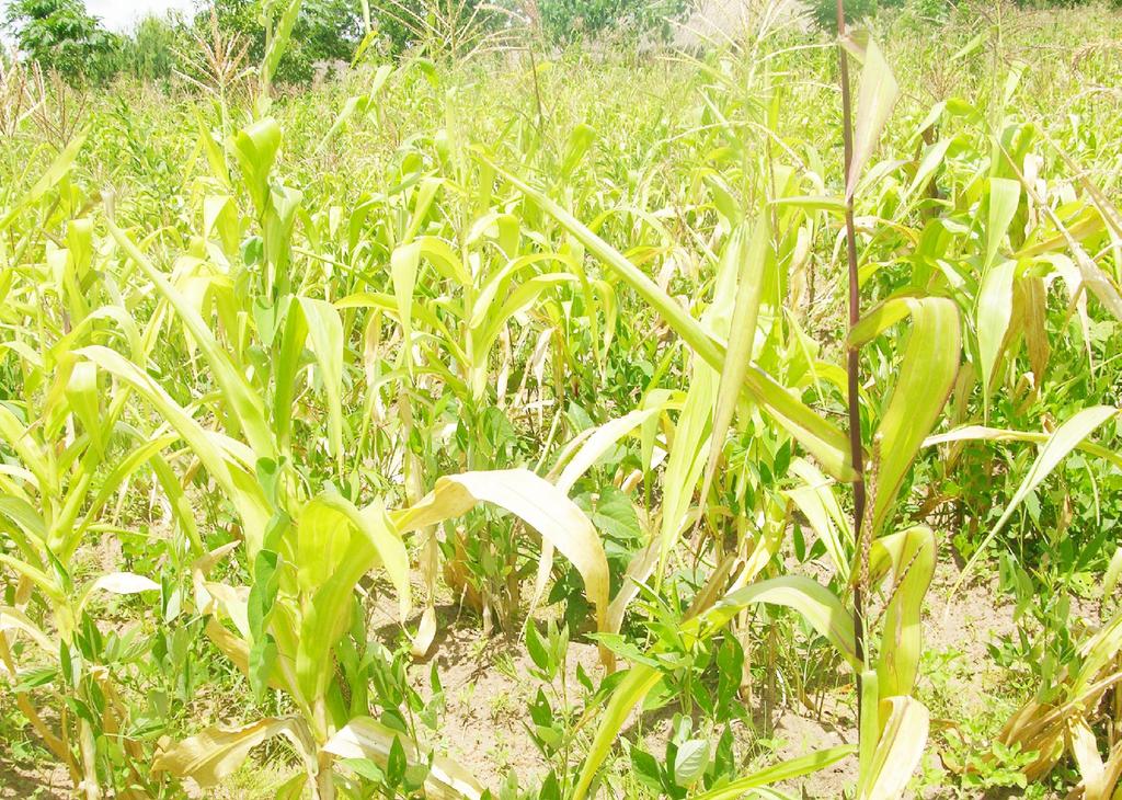 A maize garden wilted due to lack of rains makes it extremely difficult to get to produce markets and medical facilities; and Education affected as both pupils and teachers cannot be able to get to