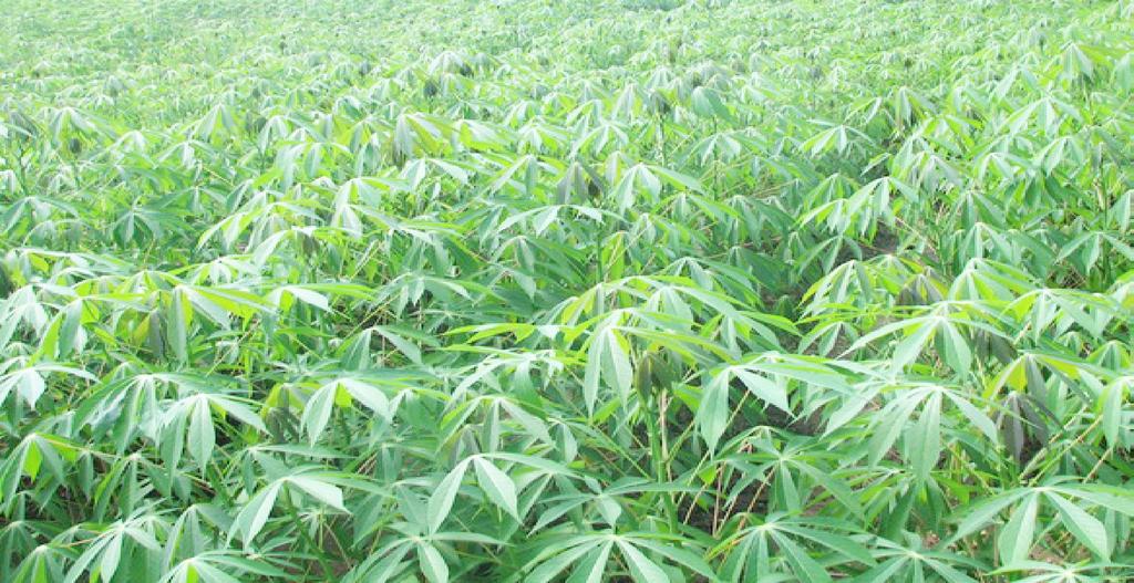 Crops such as cassava are more tolerant to drought Food rationing, by reducing meal frequency to one a day as communities struggle to cope with food shortage.