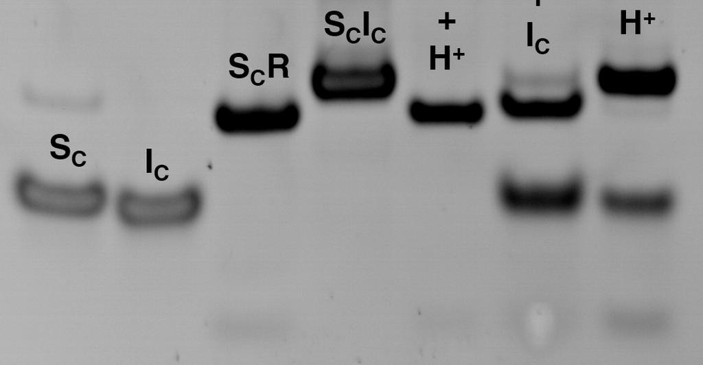 5, lane 7: 2 µm S C R duplex and 2 µm strand I C at ph 5.5. All of the samples were incubated at room temperature for 30 min. Figure S14.