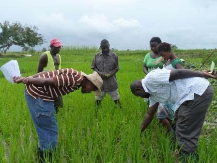 Kilombero Agricultural Training and Research