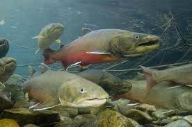 cutthroat trout Less water & higher temp will stress