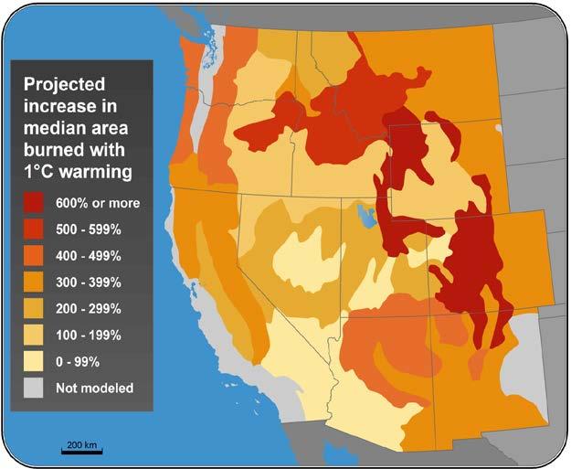 beetle outbreaks will be more common in lodgepole pine &