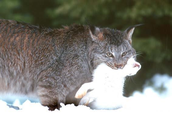 Terrestrial animals Snow-dependent mammals (wolverine, lynx)