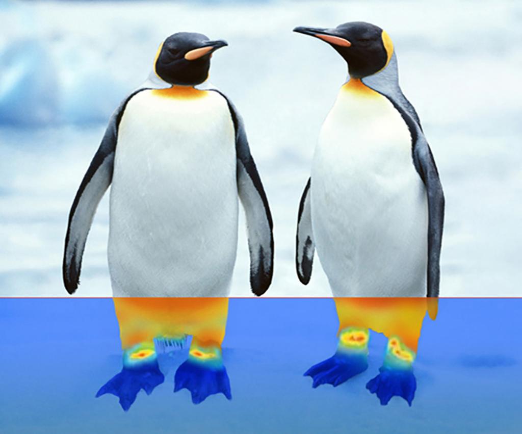 Thermal Breaks Prevent Heat Loss Through Feet Of Emperor Penguins.