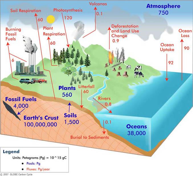 The Global Carbon Cycle Source: http://classic.