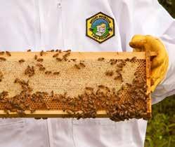 HONEYBEES In 2009, as part of an effort to show how an industrial enterprise can co-exist with the agricultural & farming community and positively contribute to both, Mannington s New Jersey