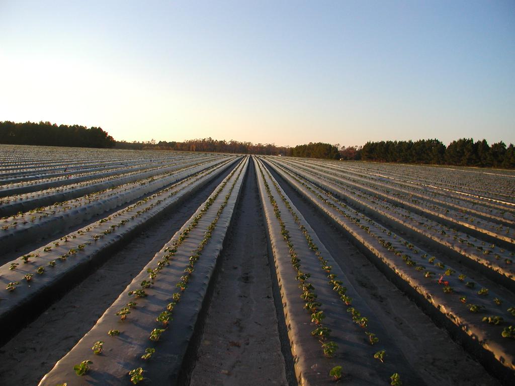 Strawberry Plasticulture Intensive agriculture High cost of production High