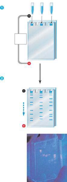 24. Label the diagram of gel electrophoresis on the right.