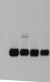 IRS-2 antibody Fig. 2c Fig.
