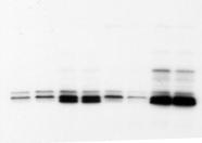 11 Uncropped scans of scans blots of shown blots shown in Fig.