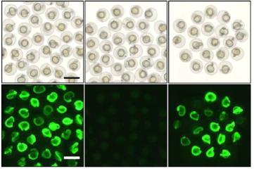 8 Confirmation of Irs2 knockdown and Nedd4 expression in zebrafish embryo (related to Fig.