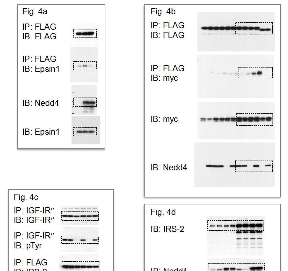 Supplementary Fig. 11 Supplementary Fig. 11 Uncropped scans of blots shown in Fig.