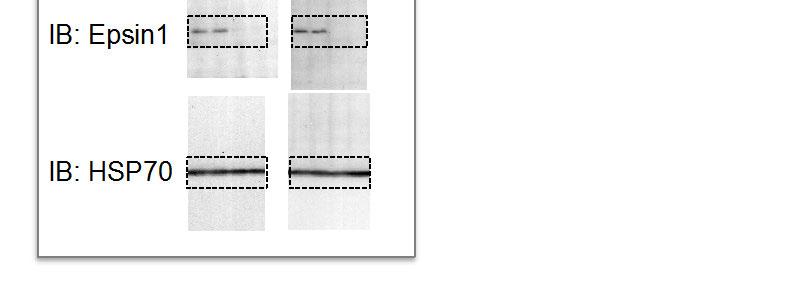 Supplementary Fig. 13 Supplementary Fig. 13 Uncropped scans of blots shown in Fig.
