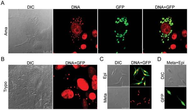 Genetically engineered parasites stage specific assays Figure 3. Fluorescence confocal microscopy assessing GFP expression in various stages of T. cruzi pbex/gfp.