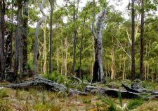 Wog, Australia Increased tree fall Higher temp Reduced leaf litter,