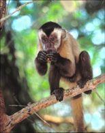 Edges and animal distributions Edge effects on Mammals can be ve Atlantic rainforest Southeastern Brazil Primates