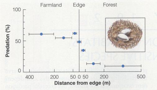 Edge effects on birds biotic factors Predation - early data Andren