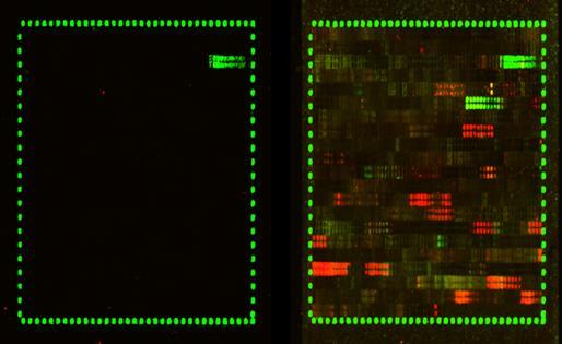The array is surrounded by HA control peptides. The PEPperCHIP Custom Peptide Microarray was pre-stained with secondary antibodies goat anti-human IgG (Fc) conj.