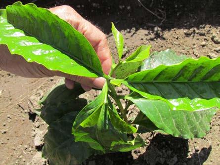 Focusing on varieties and realistic and profitable treatments Farmer s most important assets: coffee plants
