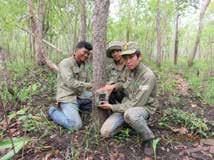In order to monitor the biodiversity found within the Phnom Prich and Srepok Wildlife Sanctuaries WWF-Cambodia deployed camera traps within the two Protected Areas.