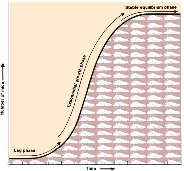 The population growth curve Describes the change in population size over time considering both reproductive capacity and environmental pressure (limiting factors) Stable Phase