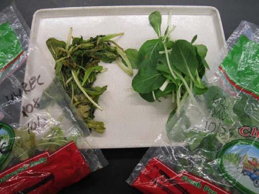 Postharvest Analysis 200 grams of marketable leaves from each plot stored in unsealed plastic