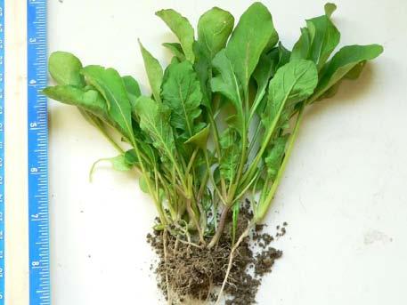 Baby-leaf salad greens defined Young, tender leaves harvested at approximately 4 inches in length Lettuce,