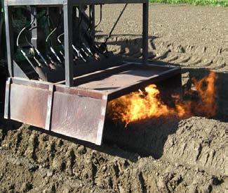 Organic weed management in baby-leaf production systems Trialing bed flaming as a method of weed management