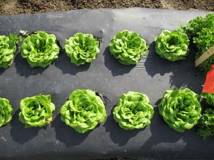 for advice on growing babyleaf salad greens.