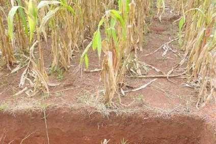 soil degradation and soil losses