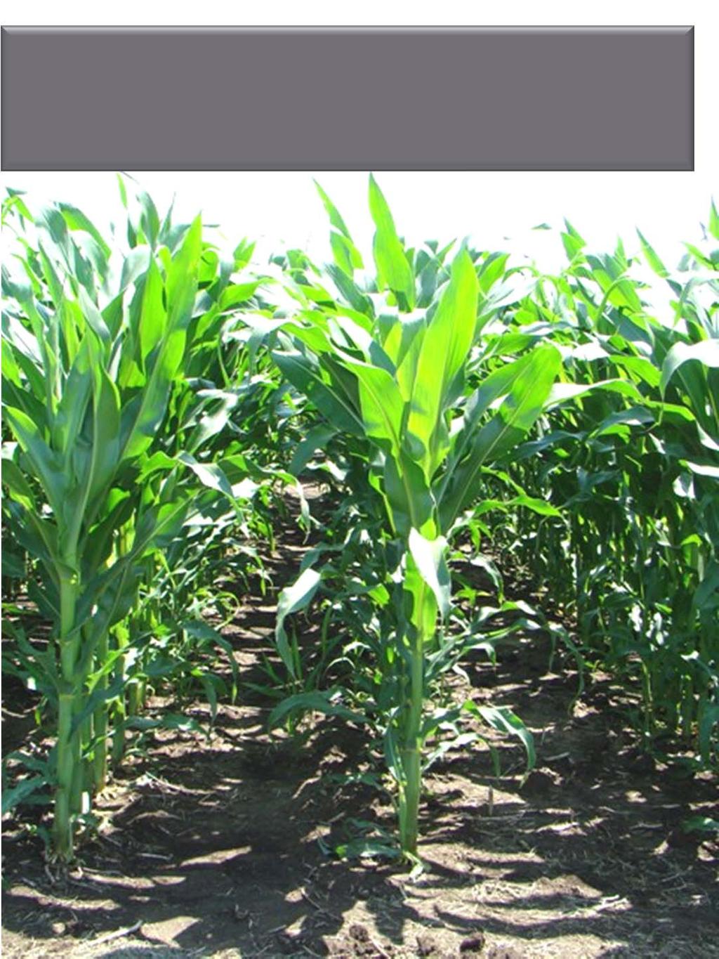 PRE: Zemax 2.4 qts./a + Princep herbicide 1.0 lb./a PRE: Lumax 3.0 qts.