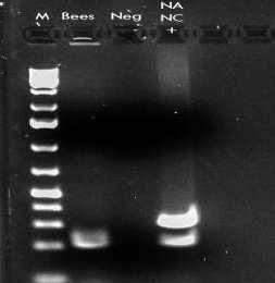 The First Detection of Multiple Honeybee Pathogens in Libyan Bees Apis Mellifera L. Fig4. RT-PCR result for N. a. and N.c. bp.