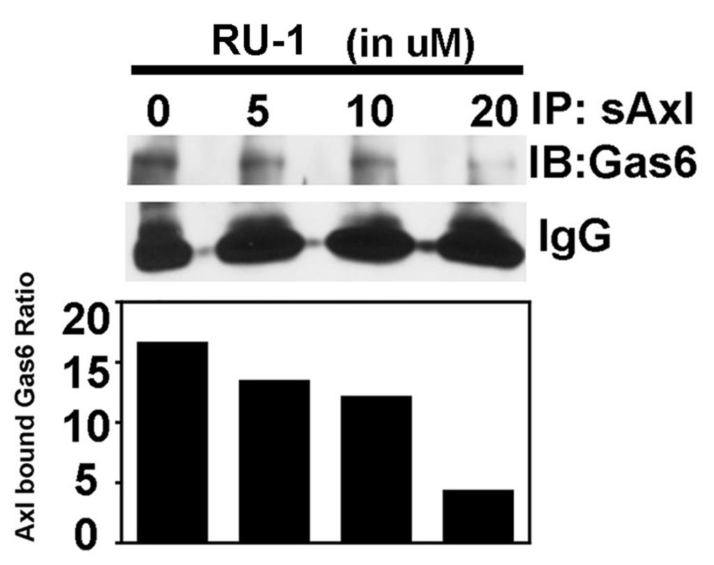 Supplementary Figure 2: Competitive binding assay to test the RU-1, parental inhibitor molecule of RU-301/2 as a protein-protein inhibitor between saxl (contains Ig1 and Ig2) and Gas6.