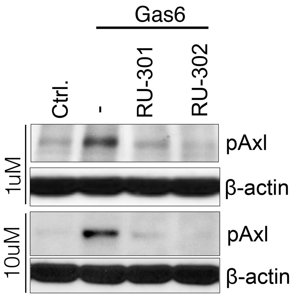 Supplementary Figure 3: Dose dependent inhibition of native Axl receptor by RU-301 and RU- 302.
