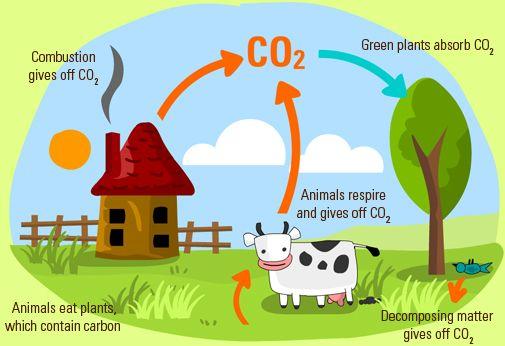 The CARBON CYCLE Carbon