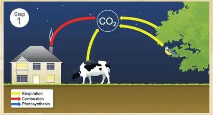The Carbon Cycle Step 1 Carbon enters the atmosphere as carbon