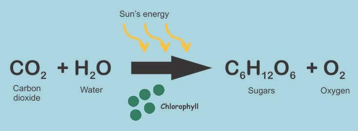 During photosynthesis, plants, algae, and certain bacteria remove CO2 from the