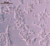 transfection. As can be seen in the following images (Fig.