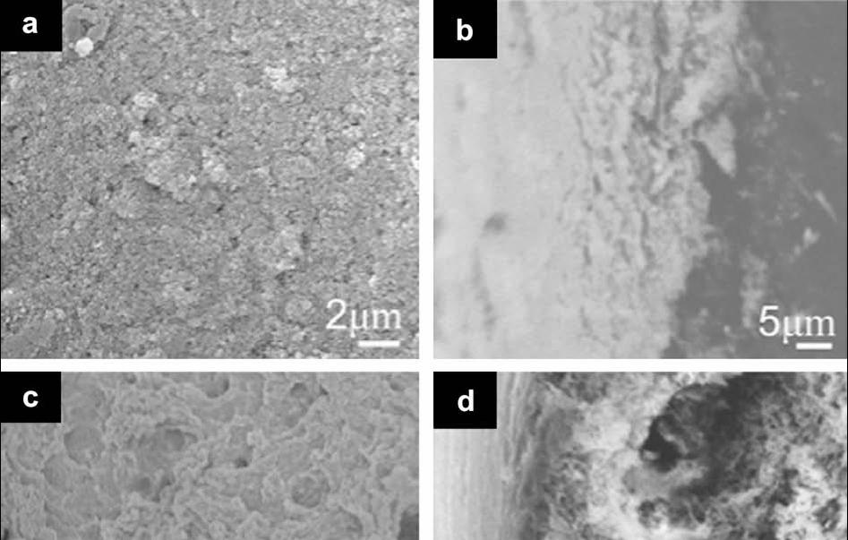 SEM images of membrane surface