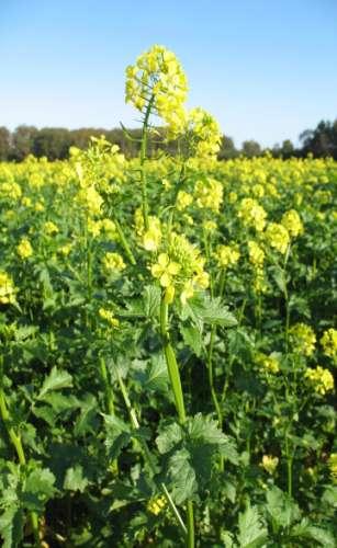 A new opportunity? Crop changes in last 2 years. Breeding developments. Much more than just Mustard.
