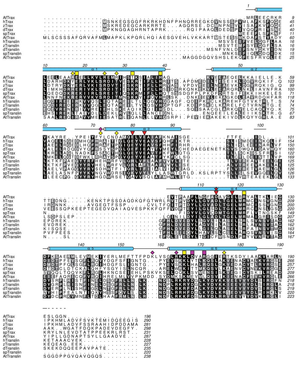 Supplementary Figure 1. Structure-ased sequence alignment of AfTrax and representative eukaryotic Trax and Translin proteins.