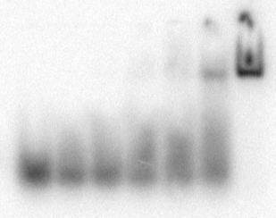A28 asorance (mau) 5 4 3 2 1 µ AfTrax (D114A) 1 µ duplex RNA 5 µ duplex RNA 2.