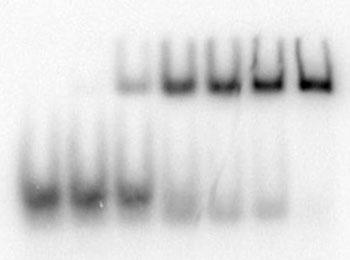 5 µ duplex RNA 1 µ AfTrax (D114A) + 1 µ duplex RNA AfTrax (D114A) RNA complexes ( 4) Free RNA 1 AfTrax (D114A) in isolation 11 12 13 14 15 16 17 18 19 2 21 2 15 66 29 12.
