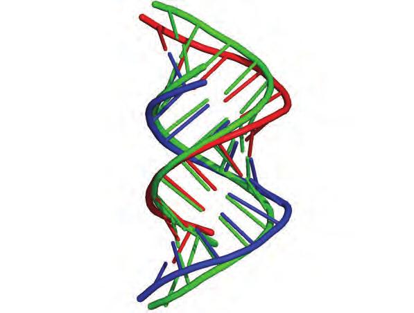 Ideal A-form RNA P14 Strand 2 P3 P4 P4 P13 P2 P5 P5 P1 P6 P6 P7 P7 Strand 1 P1 P9 P8 P8 Deviation from ideal A-form RNA (Å) 5. 4. 3. 2. 1. Strand 1 Strand 2 P3 P13 P2 P1 P1 P9.