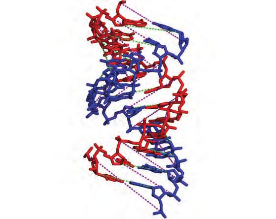 (a) Superposition of an ideal A-form RNA duplex (green) with the RNA duplex ound inside AfC3PO (strands red and lue; cartoon