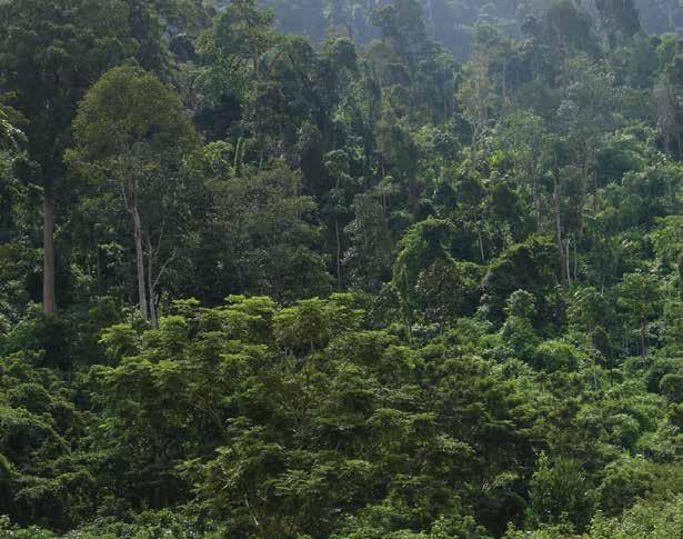 By reinforcing community land ownership and protection, and developing sustainable use of forest resources, the pioneering project mobilises communities to halt rapid deforestation in a region