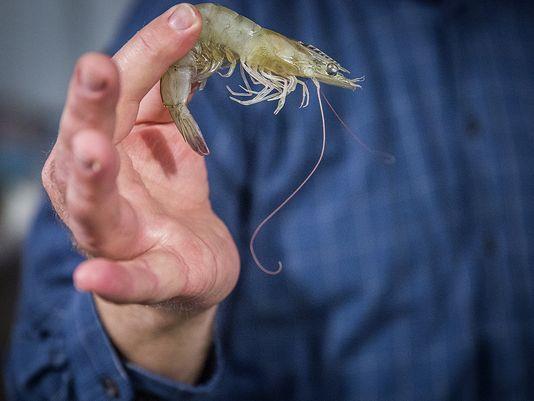 Shrimp Market Sizes The industry-wide standard is by count