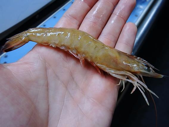 61/70 shrimp (61-70 count), very small in size.
