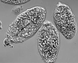 of sporocyst proteins: